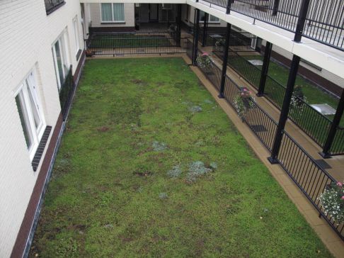 Grasdak aangelegd te Wierden Grasdak aangelegd te Wierden