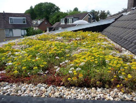 Extensief groendak Amstelveen